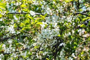 branco cereja florescer, lindo flores dentro a Primavera temporada. foto