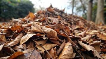 pilha do seco folhas dentro floresta com Claro céu foto