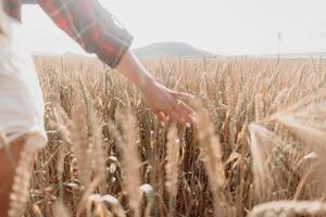 mulher trigo campo. agrônomo, mulher agricultor Verifica dourado maduro cevada espigões dentro cultivado campo. fechar-se do fêmea mão em plantação dentro agrícola colheita gestão conceito. lento movimento foto