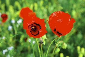 Primavera Campos isto é logotipo vermelho uma papoula foto