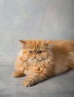persa vermelho gato foto