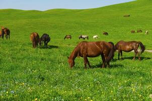 do cavalos isto é passado dentro a alpino Prado foto