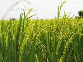 verde fundo arroz agricultura e jovem arroz em plantar foto