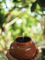 zamioculcas mamifolia dentro carâmico Panela em mesa com jardim fundo natureza foto