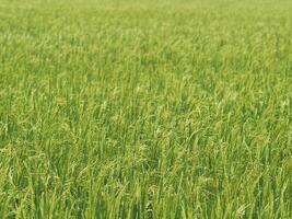 verde fundo arroz agricultura e jovem arroz em plantar foto