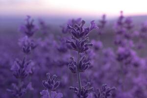 lavanda flor campo fechar-se em pôr do sol, fresco roxa aromático flores para natural fundo. Projeto modelo para estilo de vida ilustração. tolet lavanda campo dentro Provença, França. foto