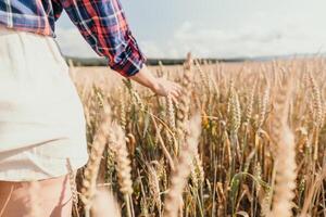 mulher trigo campo. agrônomo, mulher agricultor Verifica dourado maduro cevada espigões dentro cultivado campo. fechar-se do fêmea mão em plantação dentro agrícola colheita gestão conceito. lento movimento foto