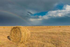 campo depois de a colheita foto