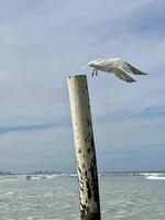 real andorinha-do-mar levando voar a partir de uma madeira pólo, empilhando, às atacar entrada cais de praia florida foto