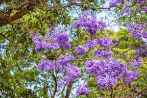 florescendo jacarandá. fechar acima. Brisbane, Austrália foto