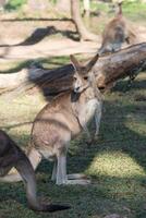 canguru dentro a nacional parque, Brisbane, Austrália foto