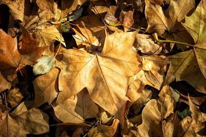 detalhe de folhas secas no chão do parque foto