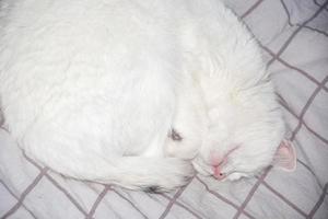 o gato branco dorme enrolado em uma bola. foto