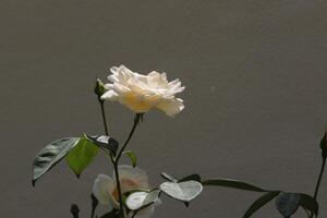 rosas brancas no jardim foto