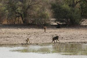 babuínos procurando para água dentro penjari np, benin foto