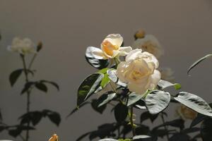 rosas brancas no jardim foto