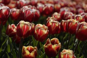 floração zijpe evento, Onde você pode levar uma andar através a tulipas e de outros flor lâmpada Campos foto