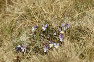 flora em a zonas úmidas dentro a dunas, vlieland, Países Baixos foto