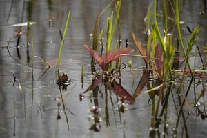 aquático plantas, ribeirinho plantas dentro a cisne água natureza parque, norte Holanda, a Países Baixos foto