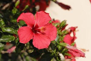 flor de hibisco vermelho foto