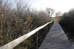 caminhando caminho dentro a dunas e floresta, sint Maartenszee, a Países Baixos foto