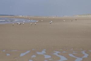 gaivotas e de outros pássaros Veja para Comida às a mar, natureza reserva foto