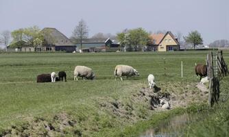 ovelha e cordeiros dentro a Prado dentro a Países Baixos foto