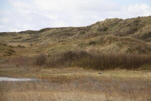 zonas úmidas, raso lagos dentro a dunas, vlieland, a Países Baixos foto