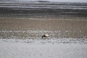 diferente tipo do patos Visita a ilha, vlieland, Países Baixos foto