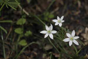 branco flores dentro a primavera, a Países Baixos foto