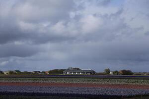 flor Campos, tulipas, jacintos, chuvoso céus, Países Baixos foto
