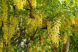 Cássia fístula árvore é uma lindo brilhante amarelo cor, 20-45 cm longo. isto é uma plantar este todos partes ter medicinal propriedades. foto