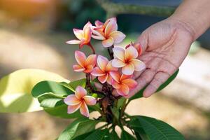 mão segurando uma ramalhete do laranja frangipani flores flores emergir a partir de a dicas do a fotos acima a folhas. Vejo uma grande, lindo inflorescência.