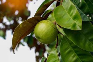 a macieira estrela é uma planta nativa. o rosto é brilhante, verde escuro, o dorso é vermelho, brilhante, fruta esférica, existem variedades verdes. amarelo e vermelho-púrpura, aroma doce. coma frutas frescas. foto