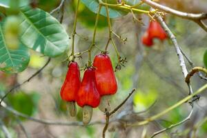 uma grupo do caju nozes em a árvore. a fruta parece gostar rosa maçã ou pera. a jovem fruta é verde. quando maduro, isto voltas Laranja vermelha. às a fim do a fruta lá é uma semente, em forma gostar uma rim. foto