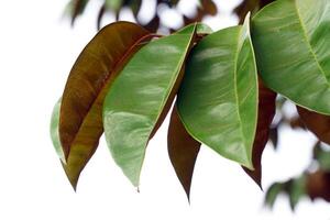 a folhas do a Estrela maçã árvore estão solteiro, alongado, e a superfície é brilhante e Sombrio verde. a costas é vermelho e brilhante. foto