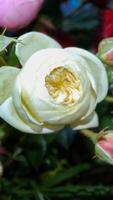 uma Rosa rosa dentro cheio florescer. bonito Rosa flor dentro a jardim foto