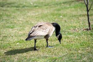 canadense gansos, branta canadensis em a lago. foto