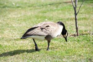 canadense gansos, branta canadensis em a lago. foto