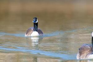 canadense gansos, branta canadensis em a lago. foto