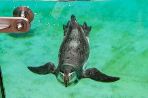 lindo natação foca às embaixo da agua dentro a jardim zoológico. foto