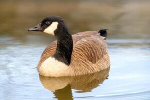 canadense gansos, branta canadensis em a lago. foto