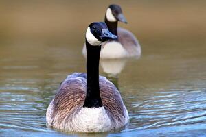 canadense gansos, branta canadensis em a lago. foto