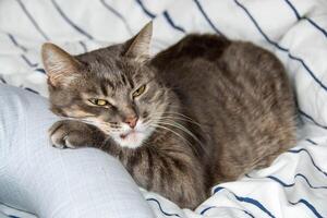 uma malhado gato mentiras em uma cama dentro almofadas e parece às a Câmera foto