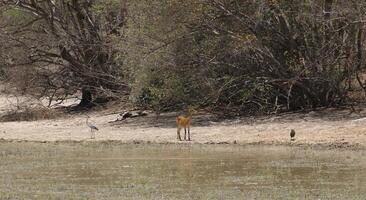 impalas e de outros animais bebendo água dentro uma lago dentro penjari np, benin foto