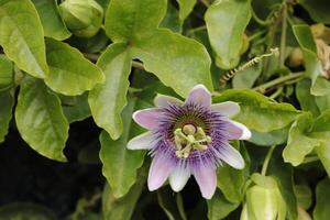 paixão flor com verde folhas foto