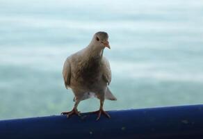 Pombo senta em grade foto