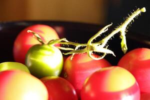 tomates dentro a luz solar foto