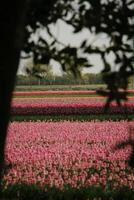 Primavera dentro a Holanda, florescendo tulipas foto