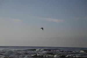 gaivota moscas acima a de praia e mar, a holandeses foto